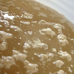Picture of Yeast