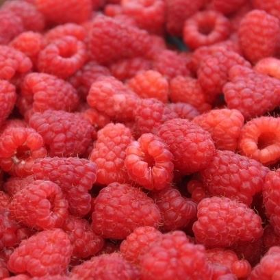 Picture of Raspberry Fruit Powder 11 kg